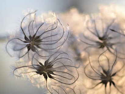 Flying seeds