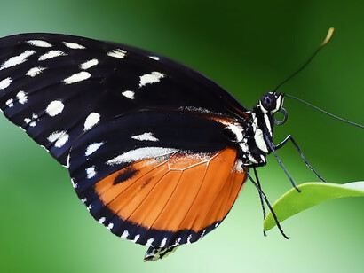 A colorful butterfly symbolizes the beauty of nature