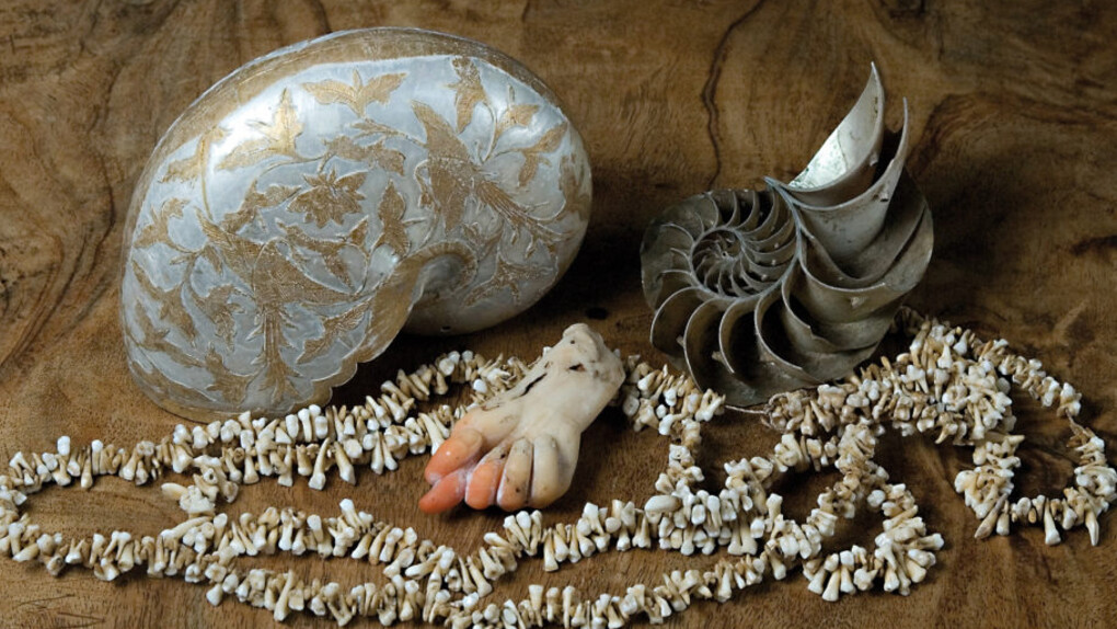 Historical Gallery. Courtesy of Museo di Storia Naturale