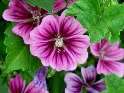 Per le sue tante e valide proprietà terapeutiche spesso ci si dimentica che la malva è pure un'eccellente pianta alimentare