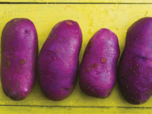Spud! Courtesy of Cité des Sciences et de l'Industrie