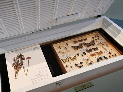 Hier nagt nicht nur der zahn der zeit, ausstellungsansicht. Mit freundlicher genehmigung des Naturhistorischen Museums Wien