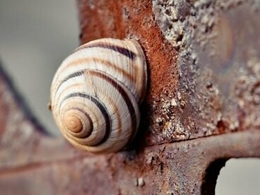 Essas formas seguem padrões logarítmicos que se aproximam da proporção áurea. É como se a natureza tivesse um senso estético próprio, um código universal que busca o equilíbrio entre o crescimento e a harmonia