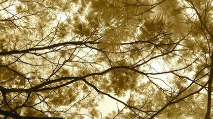 Crédito imagens, Carlos Henrique Schroeder