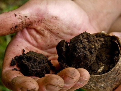 Agricoltura biodinamica, corno-letame