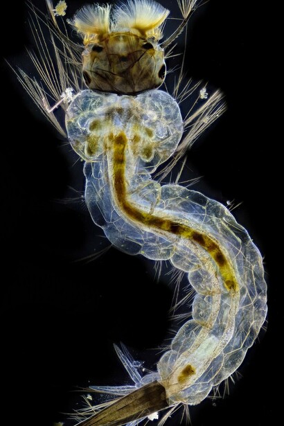 Larva de mosquito estudiada en el norte de la patagonia argentina