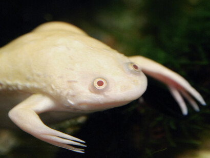 Xenopus laevis was one of the first vertebrates to be cloned