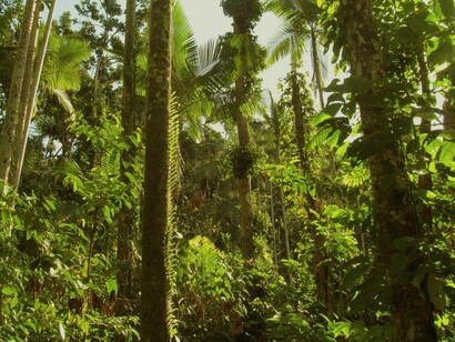 Foresta pluviale, Conway National Park, Queensland, Australia
