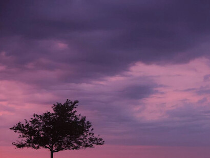 The withered branches of the tree whisper stories of adaptation, illustrating the painful truth that sometimes survival means sacrificing one’s essence