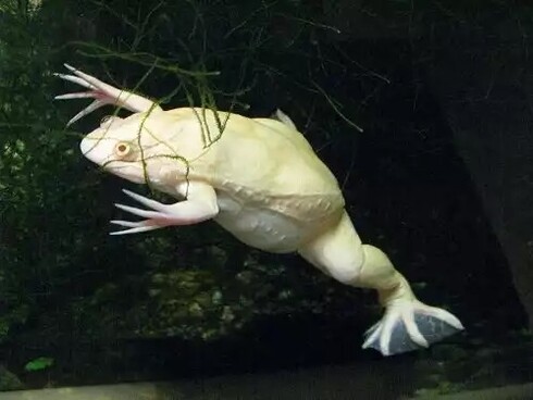 Xenobots are made from stem cells from the African clawed frog Xenopus laevis