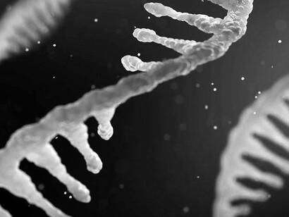 El ARN es la molécula que dirige las etapas intermedias de la síntesis proteica