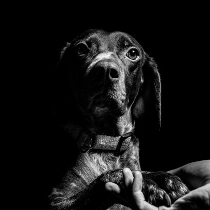 Le testimonianze esaminate da Bozzano descrivono apparizioni percepite da uno o più testimoni, talvolta riconosciute come animali realmente vissuti in quei luoghi e già deceduti