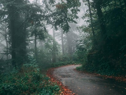 A secluded road curving through dense woodland, reflecting the gradual rewiring of the brain through new experiences