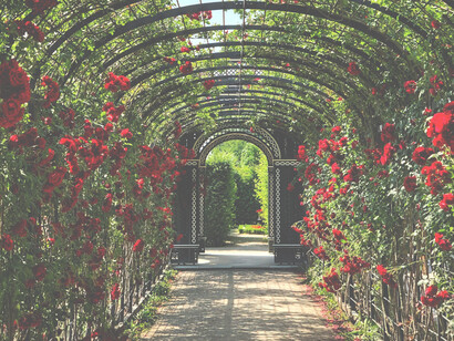 I looked at the earthen grounds and thought I saw blooms