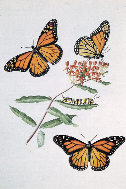 Mariposa monarca, «Danaus plexippus» y algodoncillo, «Asclepias curassavica»