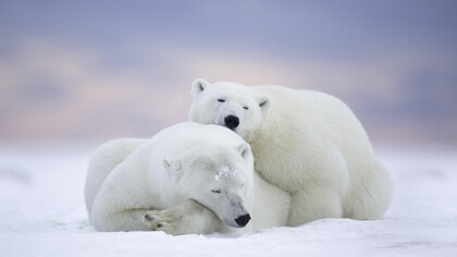 Atmospheric CO2 concentrations are increasing and are currently higher than they have been for the last three million years