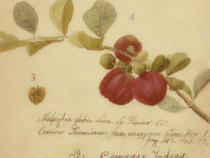 Dibujos de Pehr Löfling