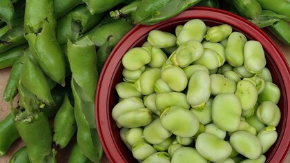 Fave. Mangiare fave e cicorie non è un semplice pasto, ma ha una sua ritualità