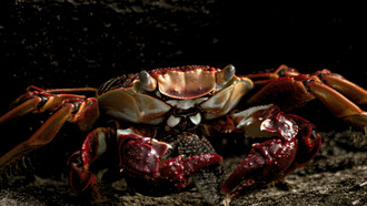 Il viaggio a ritroso di tramonto astrale inizia quando il Sole è nel Granchio