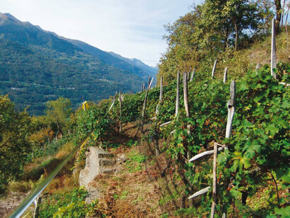 Sondrio, vigneto da terre estreme
