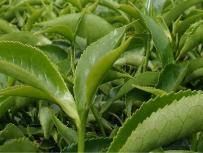 Foglie fresche di Camellia Sinensis