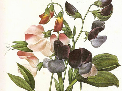 Vintage 1990, Art Print Botanical, Original Book Plate 116