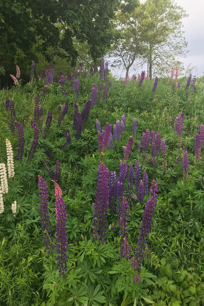 Lupine Flowers