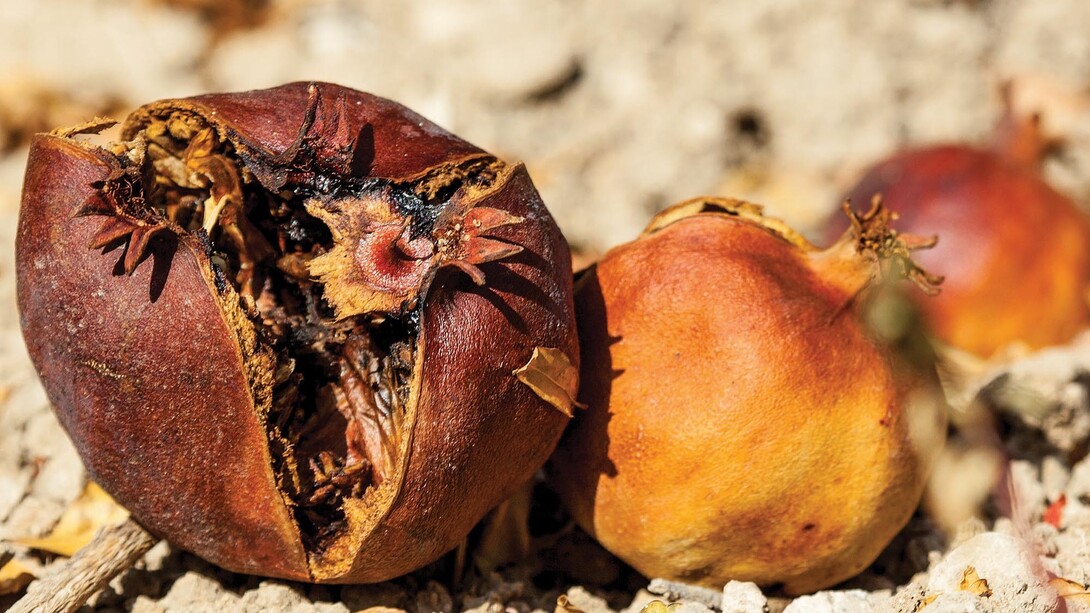 Mustafa Hulusi, Pomegranate No. 1, 2014, 48 sheet poster, 120 x 240 in, inkjet print
