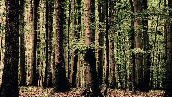 Woodlands. Courtesy of Bernheimer Fine Art