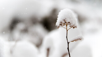 La neve