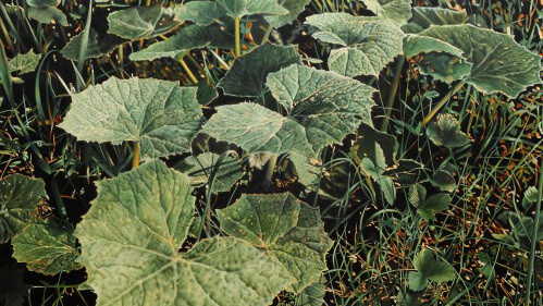 Franz Gertsch. It feels like it paints itself. Courtesy of Museum Franz Gertsch