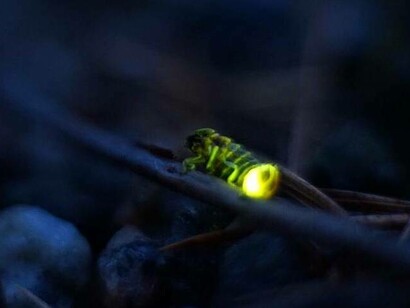 Lampyris noctiluca, nome scientifico della lucciola