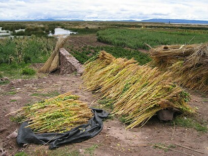 Quinua recién cosechada secándose en el paisaje de la orilla del lago Titicaca, cerca de Puno, Perú. La quinua es una semilla andina altamente valorada por su aporte en aminoácidos esenciales, proteínas y minerales