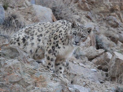Snow leopard © Jigmet Dadul