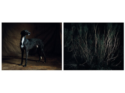 Martin Usborne, Forest Double, 2015, Tirage pigmentaire sur papier mat, diptyque 2x (50 x 63) cm, Edition de 6 + 2 EA, numéroté et signé au dos