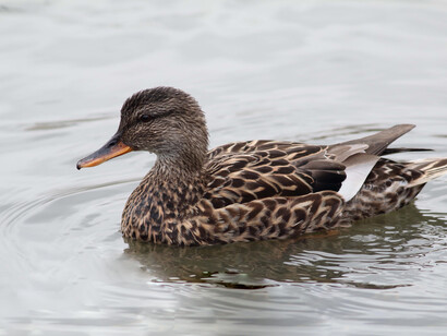 The female Gadwall has an orange bill © Gehan de Silva Wijeyeratne