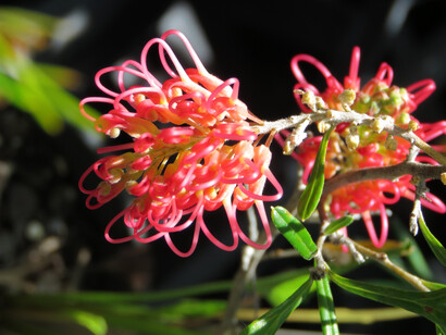 Red Grevillea è un rimedio molto potente