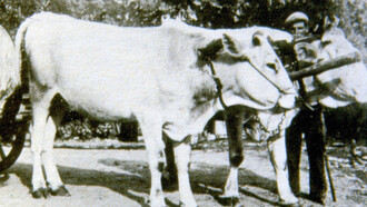 Capi di bestiame per il trasporto durante la Grande Guerra