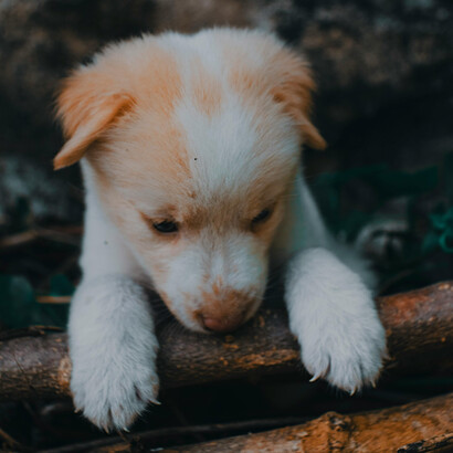 La pérdida de hábitats naturales y el contacto intensificado con la fauna silvestre crean nuevas vías de transmisión de patógenos
