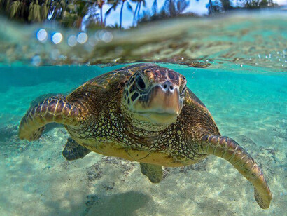 The sea turtle conservation project in Paria National Park