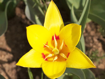 Giuseppe Verdi (Tulipa kaufmanniana)