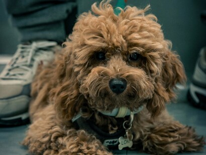  Alcuni scettici sostengono che l'introduzione di animali in ambienti istituzionali potrebbe creare problemi di sicurezza e igiene, oltre a possibili distrazioni durante le sedute parlamentari