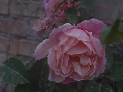 Rosa Crépuscule Noisette 1904, Roseto Murta, foto Sabrina Masnata