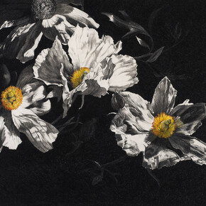 Rosie Sanders, Romneya, Charcoal and watercolour on Arches 640gsm paper, 77.5 x 102.5cm/30.5 x 40.25ins