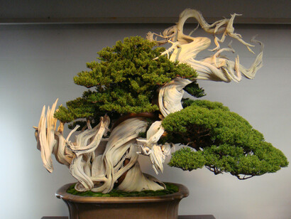 Bonsai giapponese