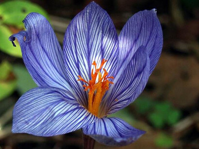 Un fiore di croco