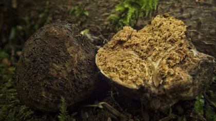 Truffle ©Scott Darbey