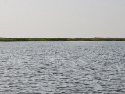 Dalmaj wetland, Afak, Al-Qadissiyah, Iraq