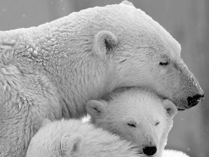 As in every fairy tale there is a hint of truth. Indeed, the average temperature of the planet is increasing, and the industries and machines we have created have something to do with it