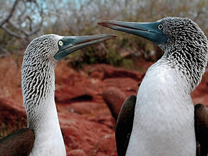 Fous à pieds bleues des Galápagos. L'État, en protégeant sa biodiversité, fortifie indirectement deux secteurs cruciaux pour son économie